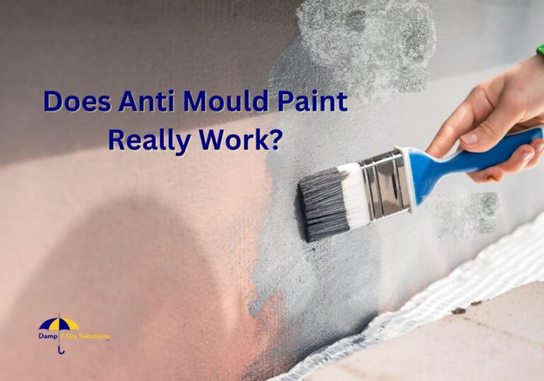 Does Anti Mould Paint Really Work Damp2Dry Solutions Ltd