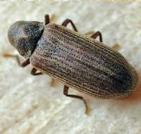 Adult Woodworm Beetle
