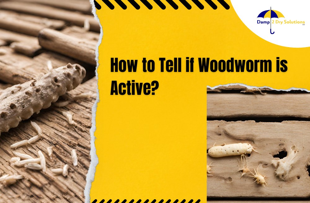 how-to-tell-if-woodworm-is-active