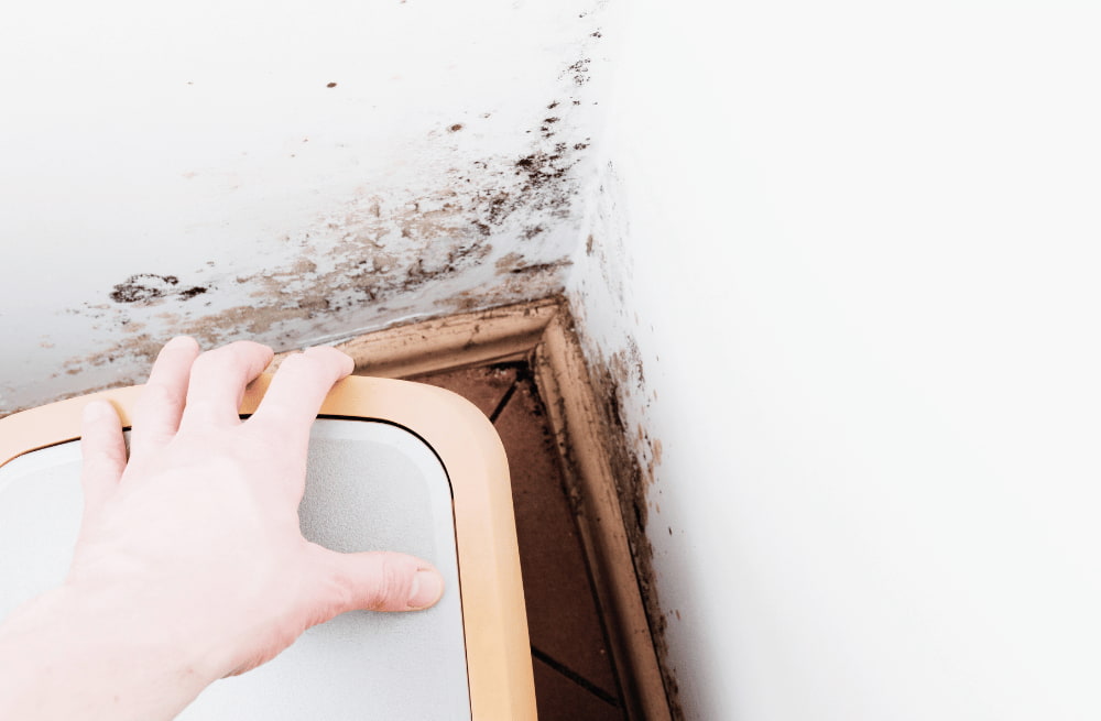 inspect the condensation in the basement