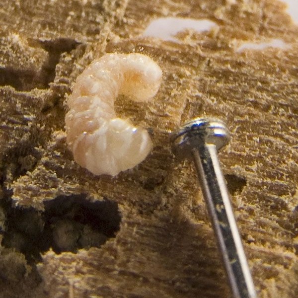 woodworm larvae